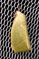 Earias subviridis