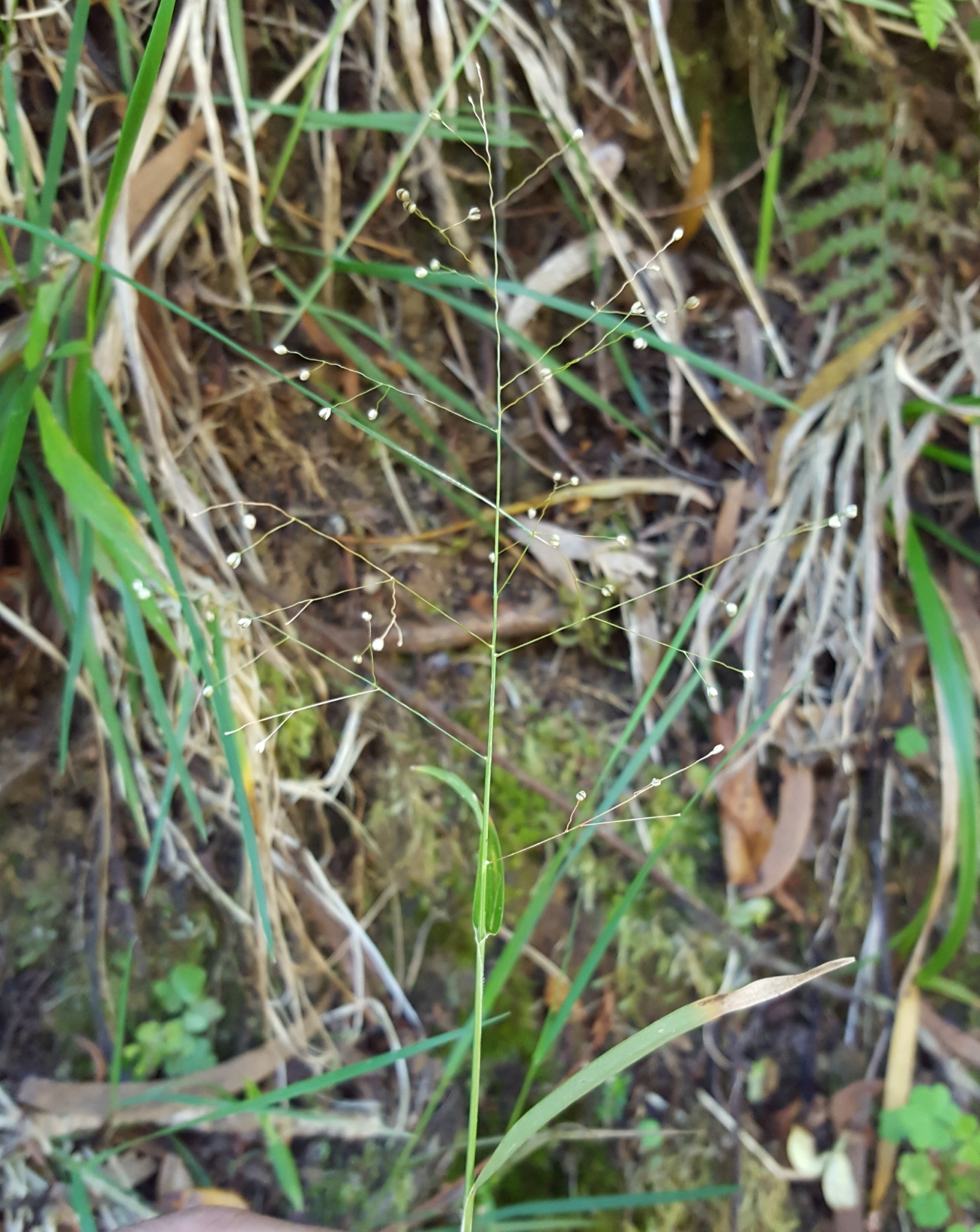 (c) François Rousseu, certains droits réservés (CC BY-NC) https://www.inaturalist.org/observations/96776597