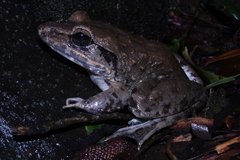 Limnonectes macrodon