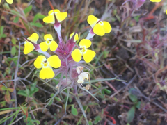 Triphysaria eriantha