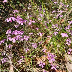 Tetratheca juncea