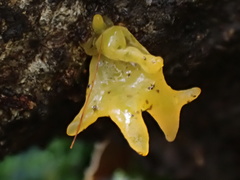 Tremella flava