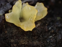 Tremella flava
