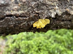 Tremella flava