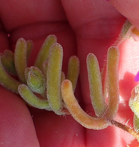 Image of Drosanthemum hispidum by (c) Nicola van Berkel, some rights reserved (CC BY-SA)