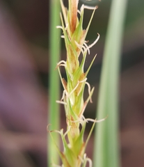 Carex boryana