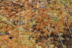 Sphagnum perichaetiale