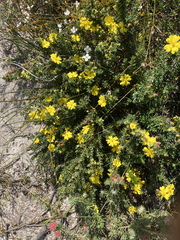Hibbertia serpyllifolia