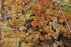 Sphagnum perichaetiale