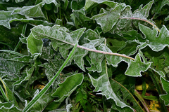 Taraxacum officinale