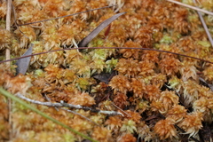 Sphagnum perichaetiale