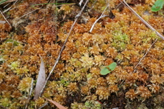 Sphagnum perichaetiale