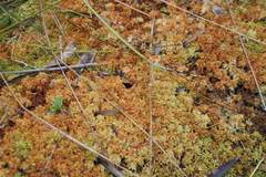 Sphagnum perichaetiale