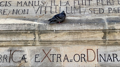 Columba livia domestica