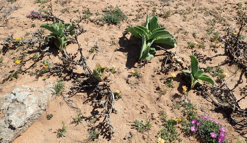Mesembryanthemum barklyi