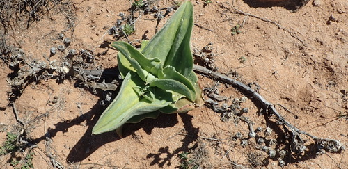 Mesembryanthemum barklyi