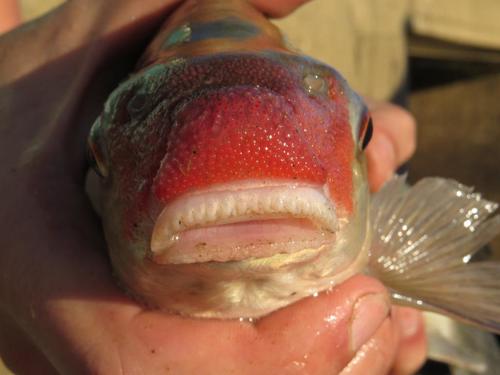 Rednose labeo (Labeo rosae) — Cyprinidae — 4