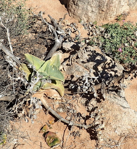 Mesembryanthemum barklyi