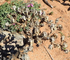 Mesembryanthemum barklyi