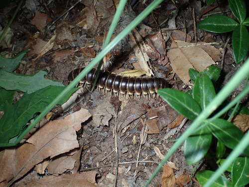 Pachydesmus hubrichti
