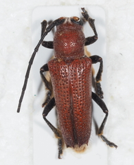 Glenea flavicapilla