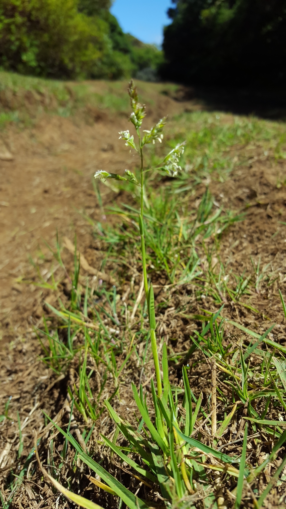 (c) François Rousseu, certains droits réservés (CC BY-NC) https://www.inaturalist.org/observations/96776990