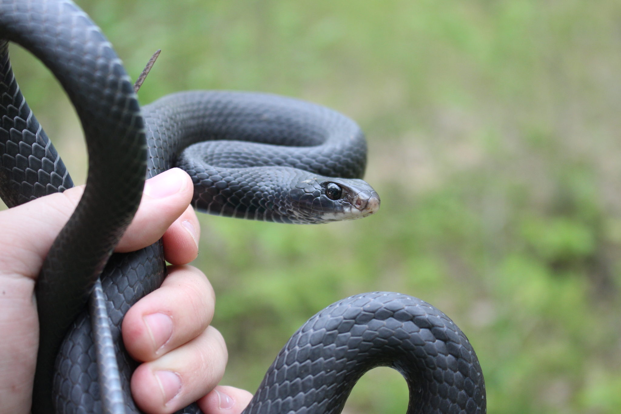 Corredora-azul (subespécie Coluber constrictor foxii) · BioDiversity4All