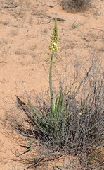 Bulbine alooides