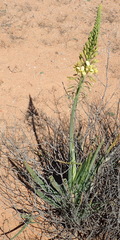 Bulbine alooides