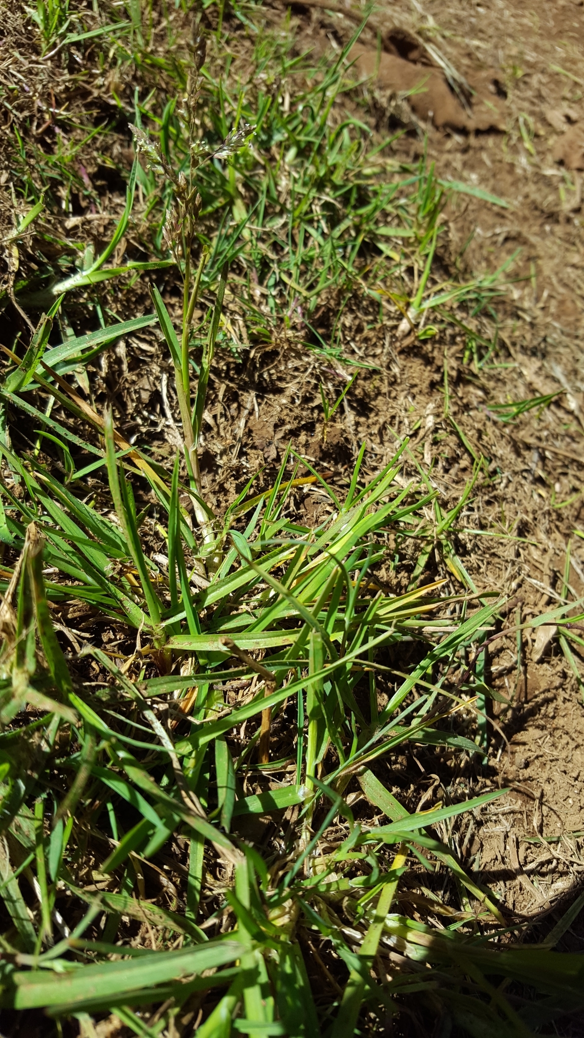 (c) François Rousseu, certains droits réservés (CC BY-NC) https://www.inaturalist.org/observations/96776990