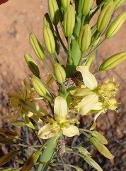 Bulbine alooides