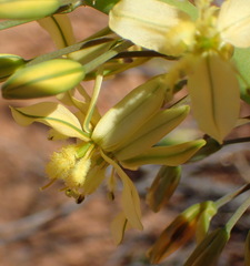 Bulbine alooides