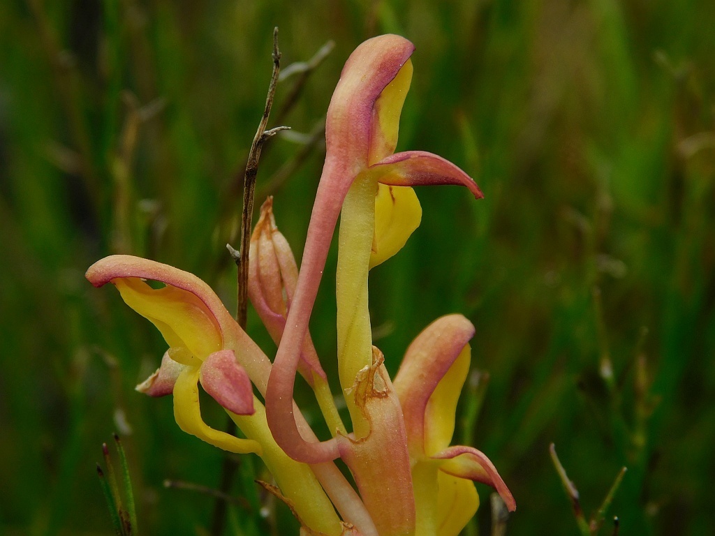 Disa comosa