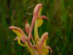 Disa comosa