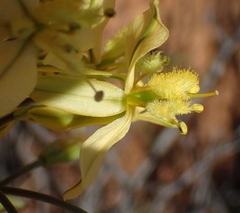 Bulbine alooides