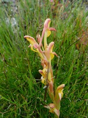 Disa comosa