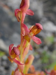 Disa comosa