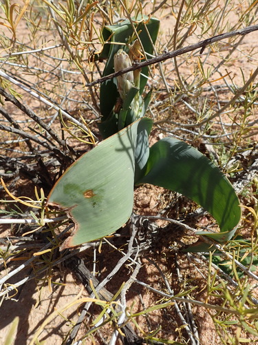 Image of Trachyandra falcata by (c) Nicola van Berkel, some rights reserved (CC BY-SA)