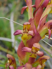 Disa comosa