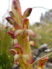 Disa comosa