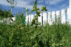 Atriplex fera