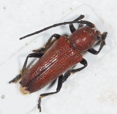 Glenea flavicapilla