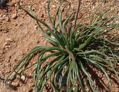 Trachyandra revoluta