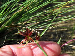 Cyperus usitatus
