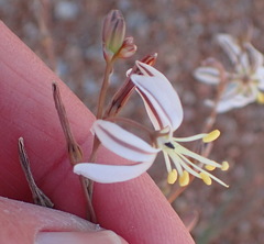 Trachyandra revoluta
