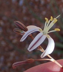 Trachyandra revoluta