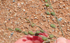 Trachyandra revoluta