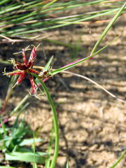 Cyperus usitatus