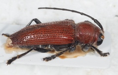 Glenea flavicapilla