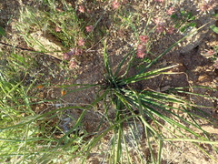 Trachyandra revoluta